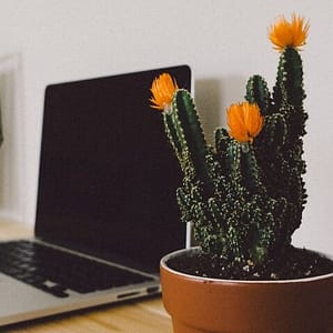 cactus and laptop